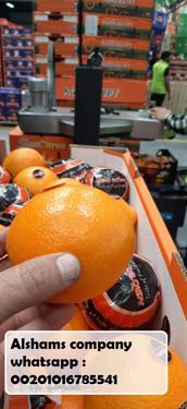 Public product photo - Alshams company for general import and export 💥
We would like to offer our product
#Fresh_orange🍊
For more information contact With us :
Email: alshams.info@yahoo.com
Whatsapp: 00201016785541
mrs-donia mostafa 
salesmanager
